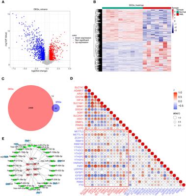 Construction of an acute myeloid leukemia prognostic model based on m6A-related efferocytosis-related genes